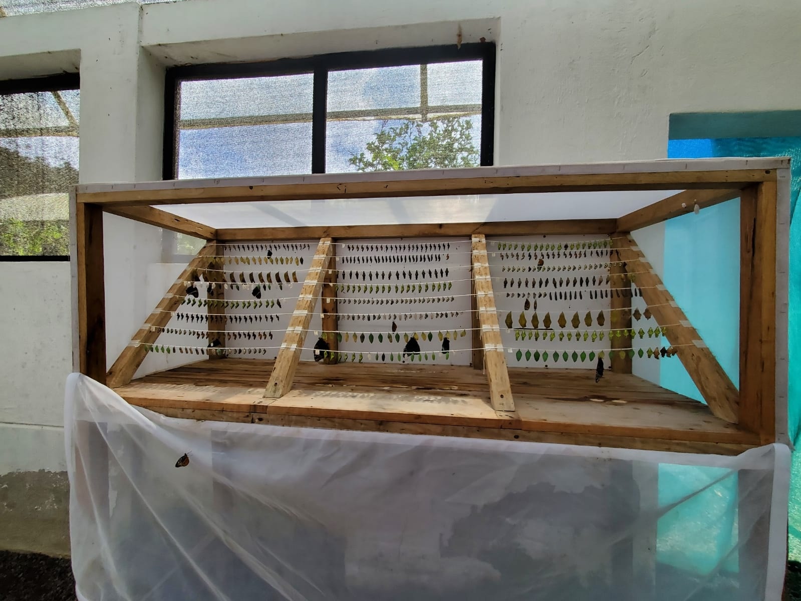 Mariposario en Mindo con mariposas exóticas y coloridas