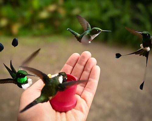 Observación de colibríes en su hábitat natural en Mindo