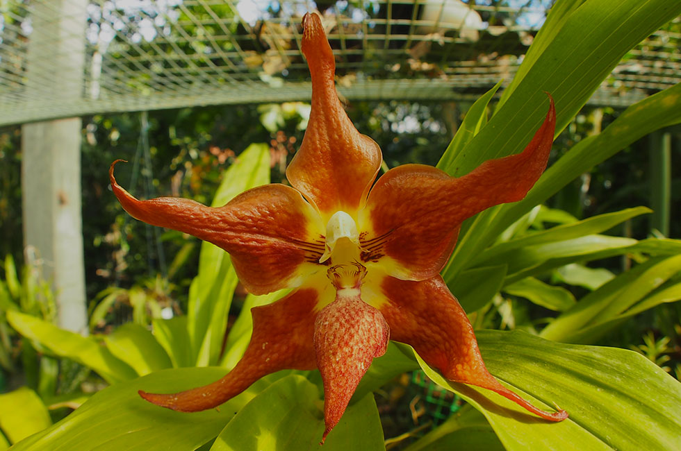 Flora y biodiversidad del bosque nublado de Mindo, Ecuador