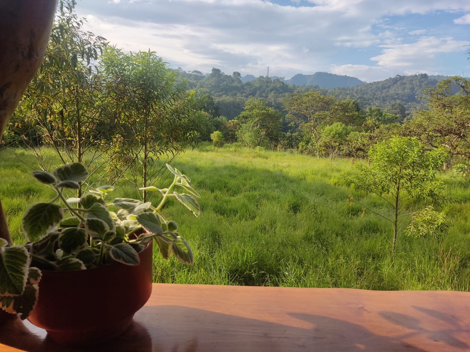 Panorámica del bosque nublado y naturaleza de Mindo, Ecuador